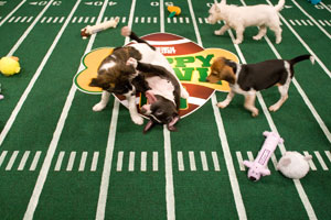 Puppy Bowl tackle