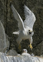 Gyrfalcon in "Nature: White Falcon, White Wolf"