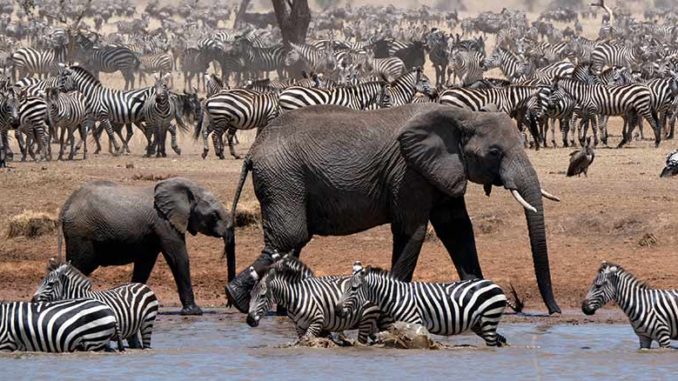 Lupita Nyong'o Narrates Discovery's Natural History Drama 'Serengeti'