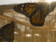 NOVA Butterfly Blueprints PBS