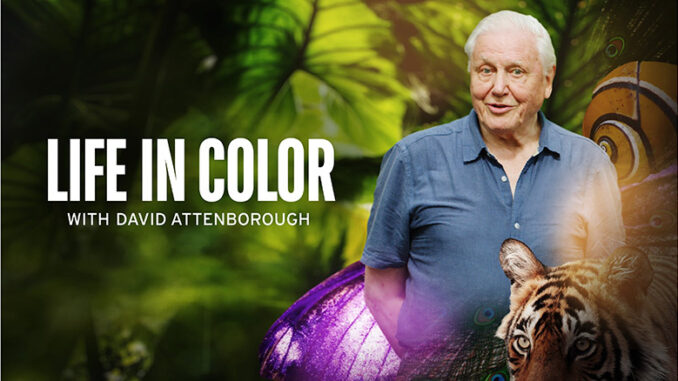 See Just like the Animals in ‘Life in Coloration With David Attenborough’